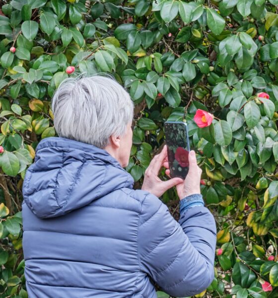 Starija žena mobitelom fotografira crveni cvijet kamelije kako bi prepoznala biljku