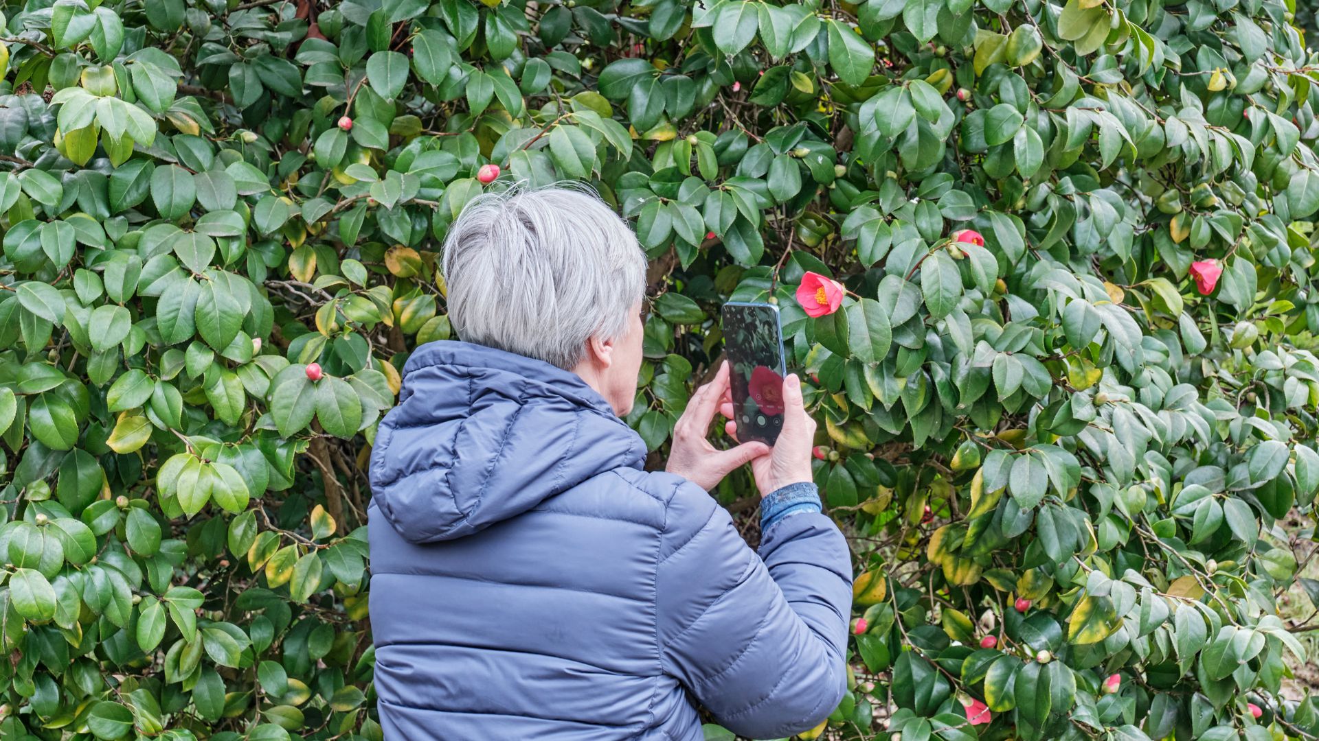 Starija žena mobitelom fotografira crveni cvijet kamelije kako bi prepoznala biljku