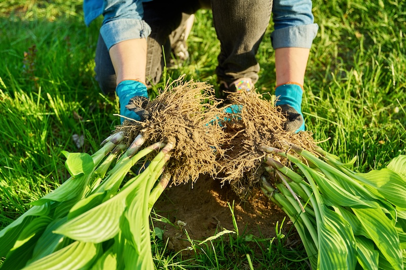 Vrtlar dijeli veliki busen hoste s korijenjem na nekoliko manjih dijelova za ponovnu sadnju.