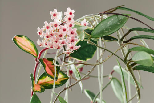 Hoya Carnosa Krimson Queen Wax Plant Bloom