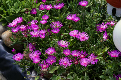 Top view of blooming cactus plant of the genus Delosperma